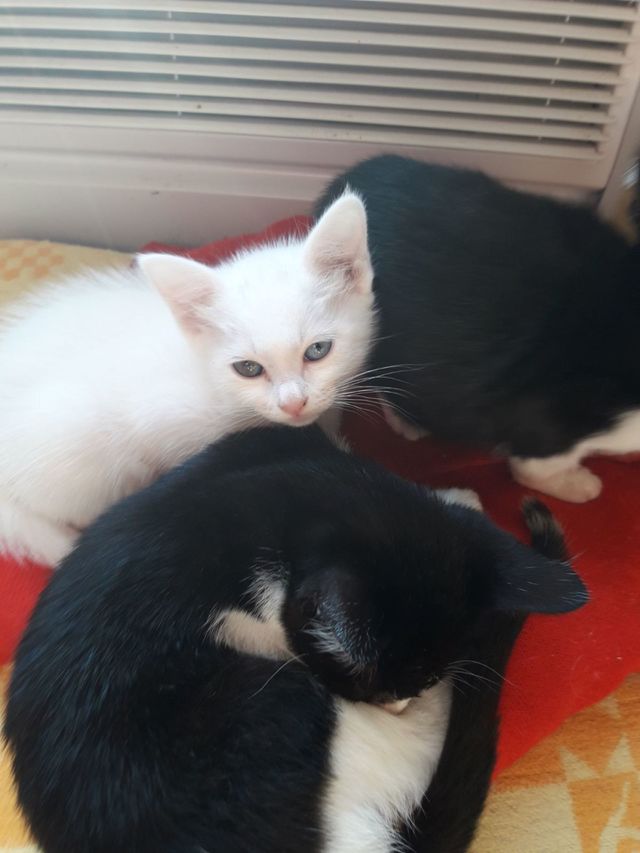 kitty cats just as little as they can be