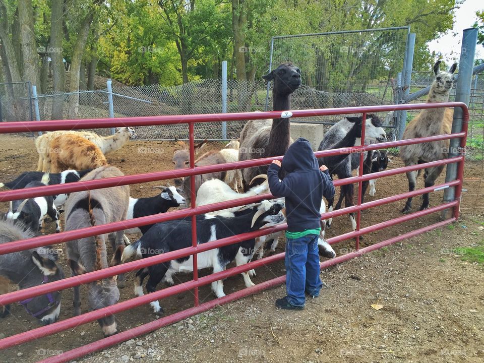 Mason loving on the animals . Day at the farm trying to find the perfect pumpkin