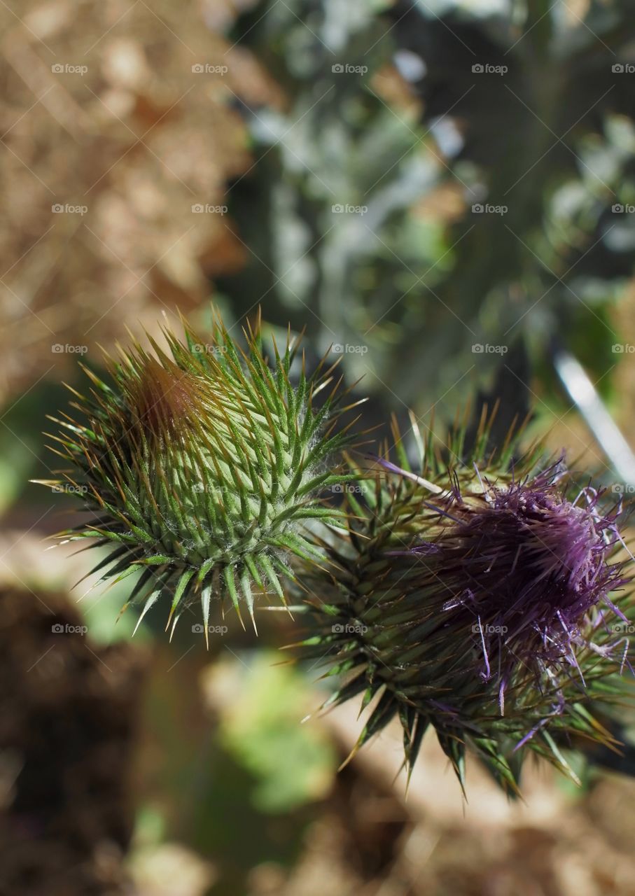 Closeup of Scotch Thistle noxious weeds with purple tops in the early summer in rural Eastern Oregon. 