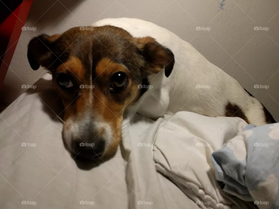 Dog, Mammal, Canine, Pet, Portrait