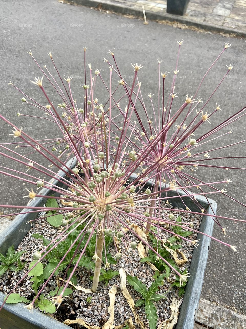 Pretty Flowers at work 🌸