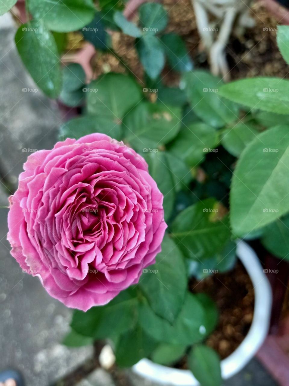 Cô đơn Mình Em. ( Hoa Hồng Tím).