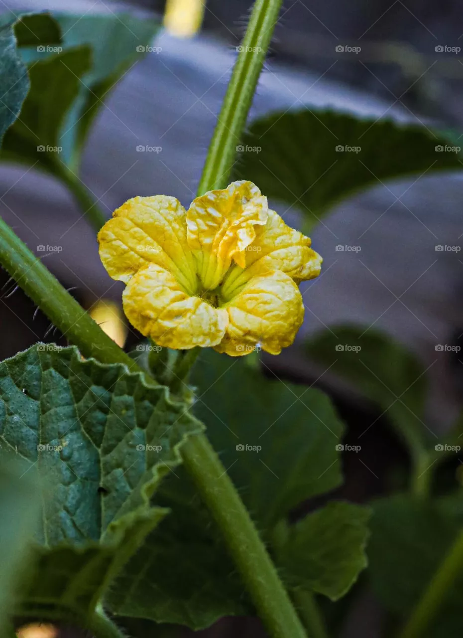 yellow mellon flower