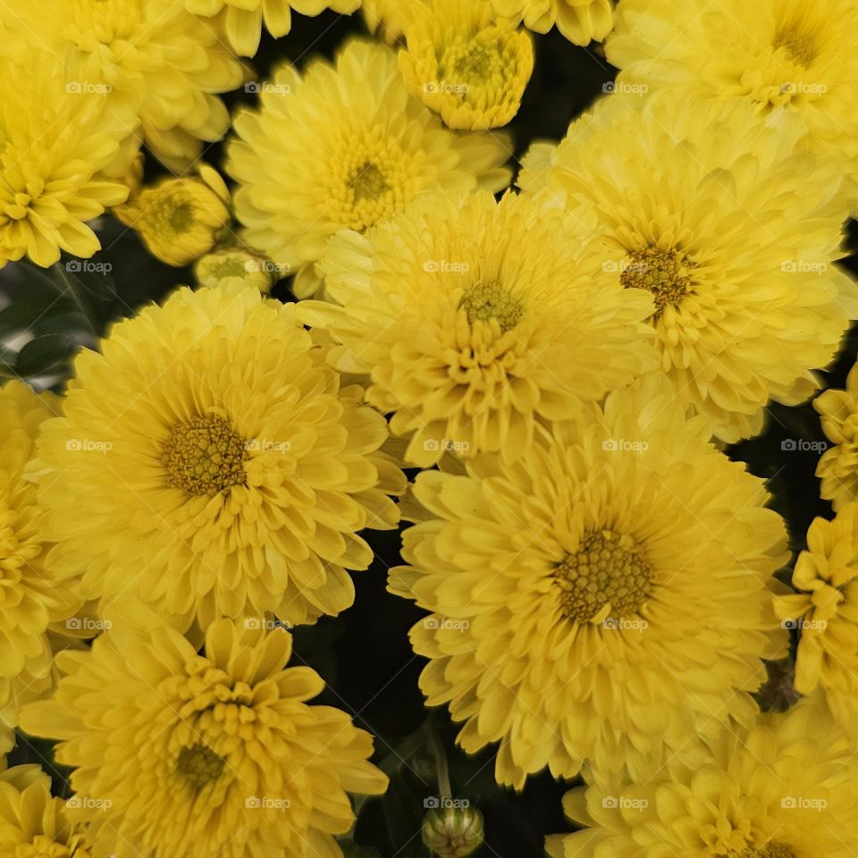 Chrysanthemum Flowers