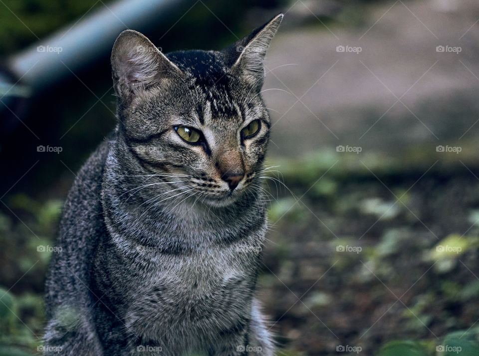 Domestic cat  - Egyptian mau cat