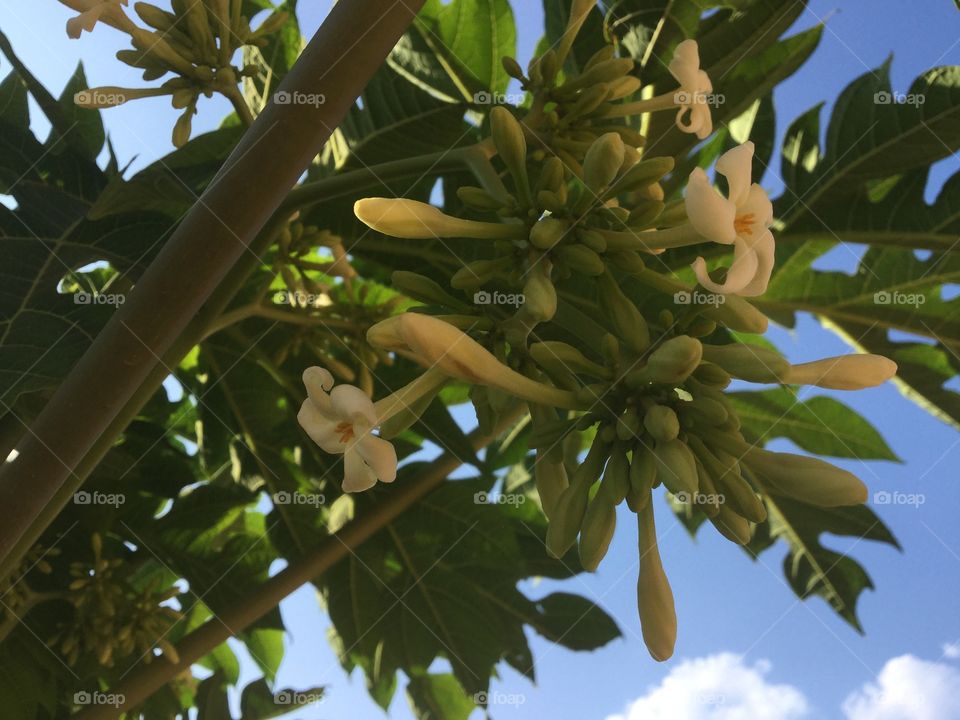papaya flower 木瓜花 