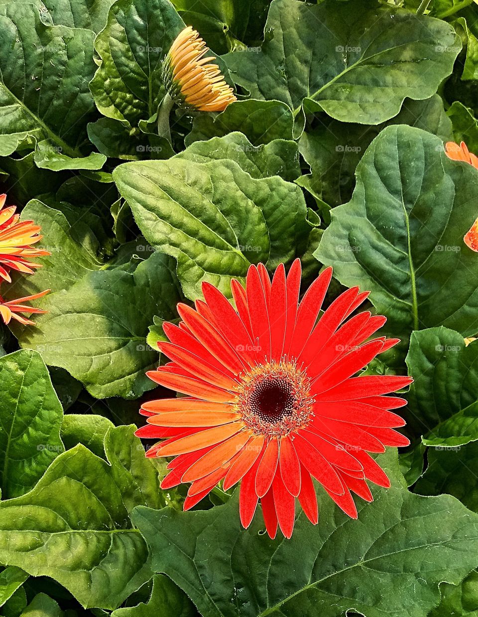 a bright red flower sticking out of a patch of leaves
