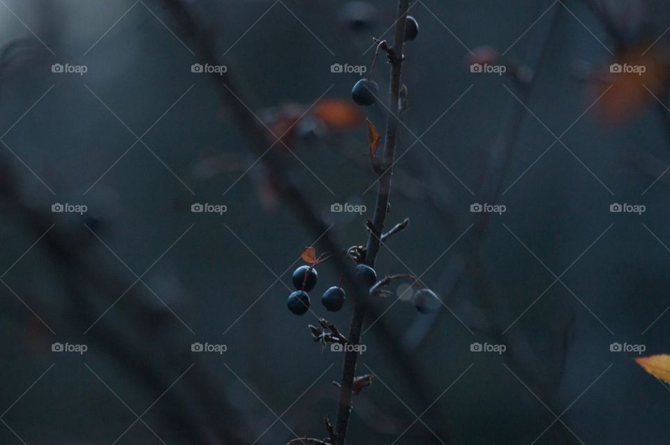 Closeup berries in the bushes at dusk