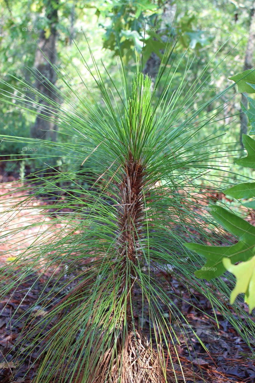 SC long pine