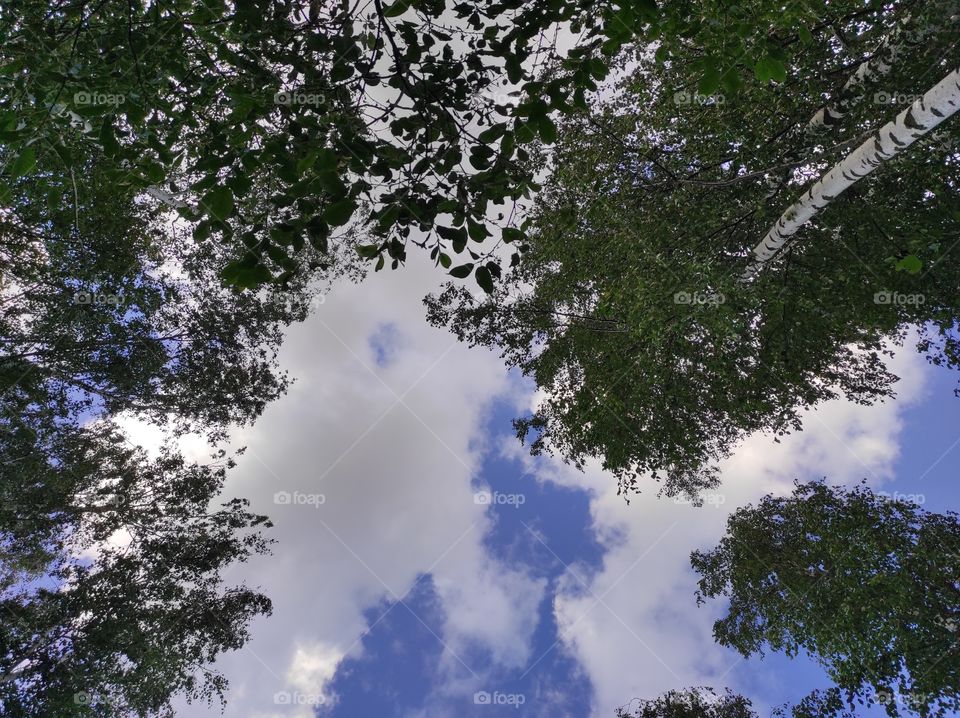 sky, clouds, trees