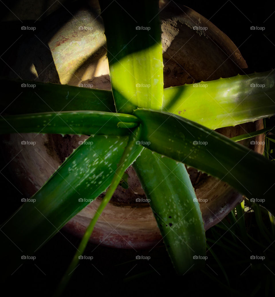 Title - Splashing Happiness
Description- Morning light on Aloe vera plant.
Location- West Bengal,India