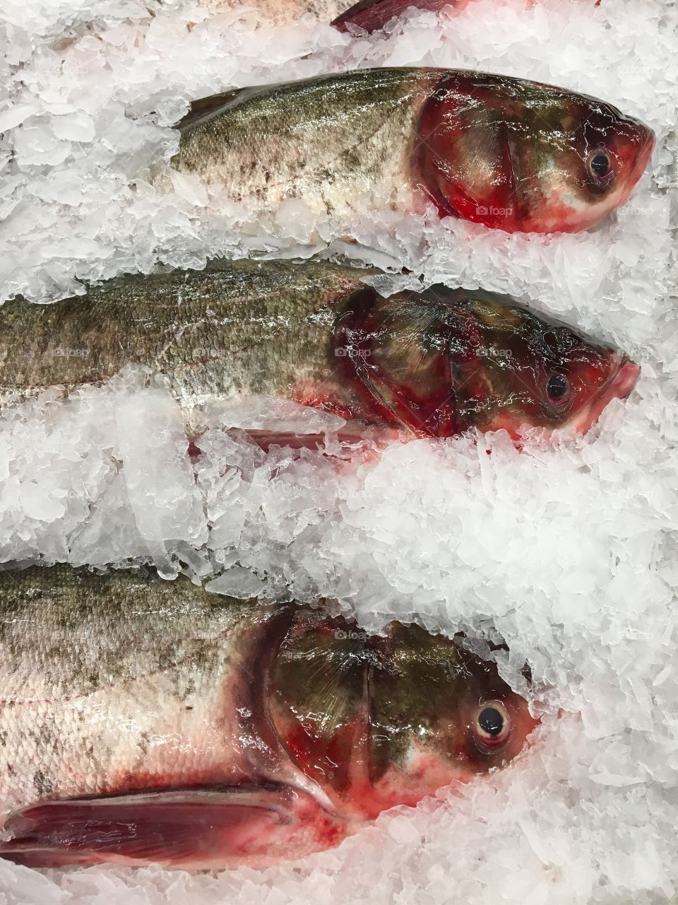 Frozen fishs ,market