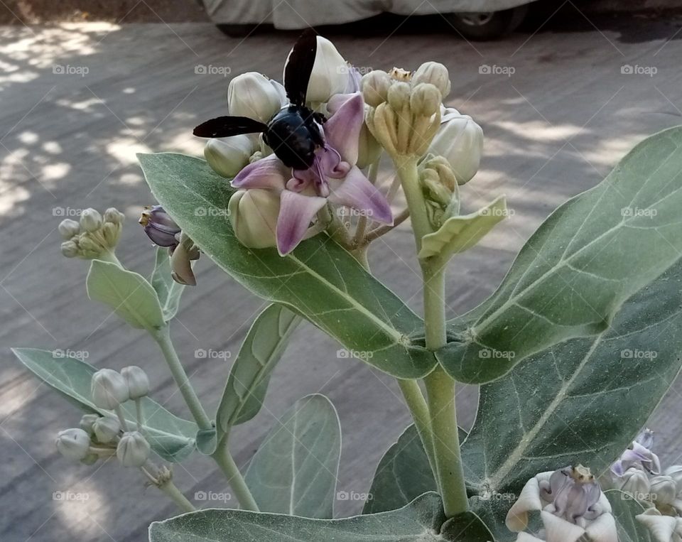 Bumble bee 🐝 on giant calotropis flower. it's beautiful and natural photo 😍
