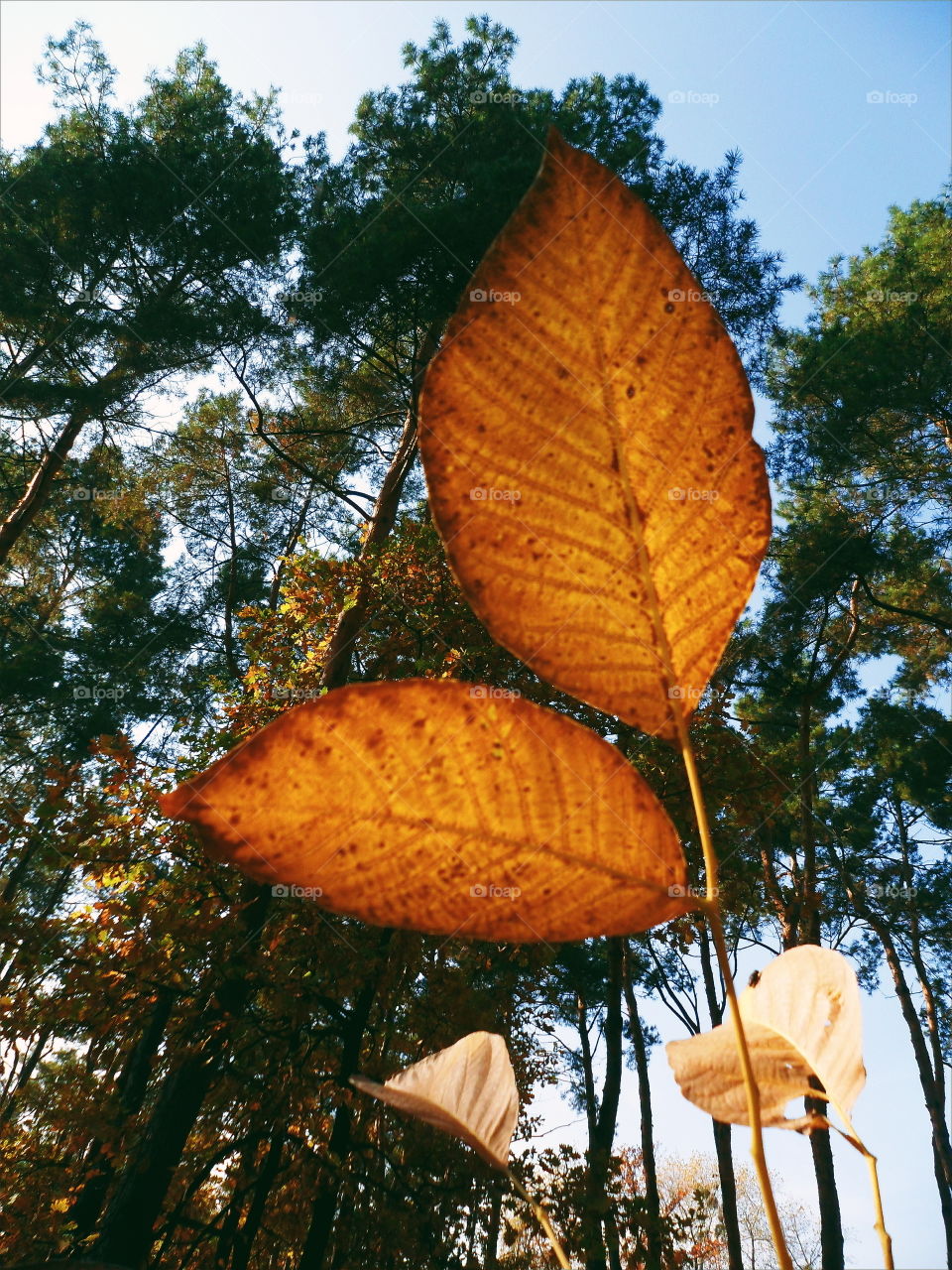 walnut yellow leaves