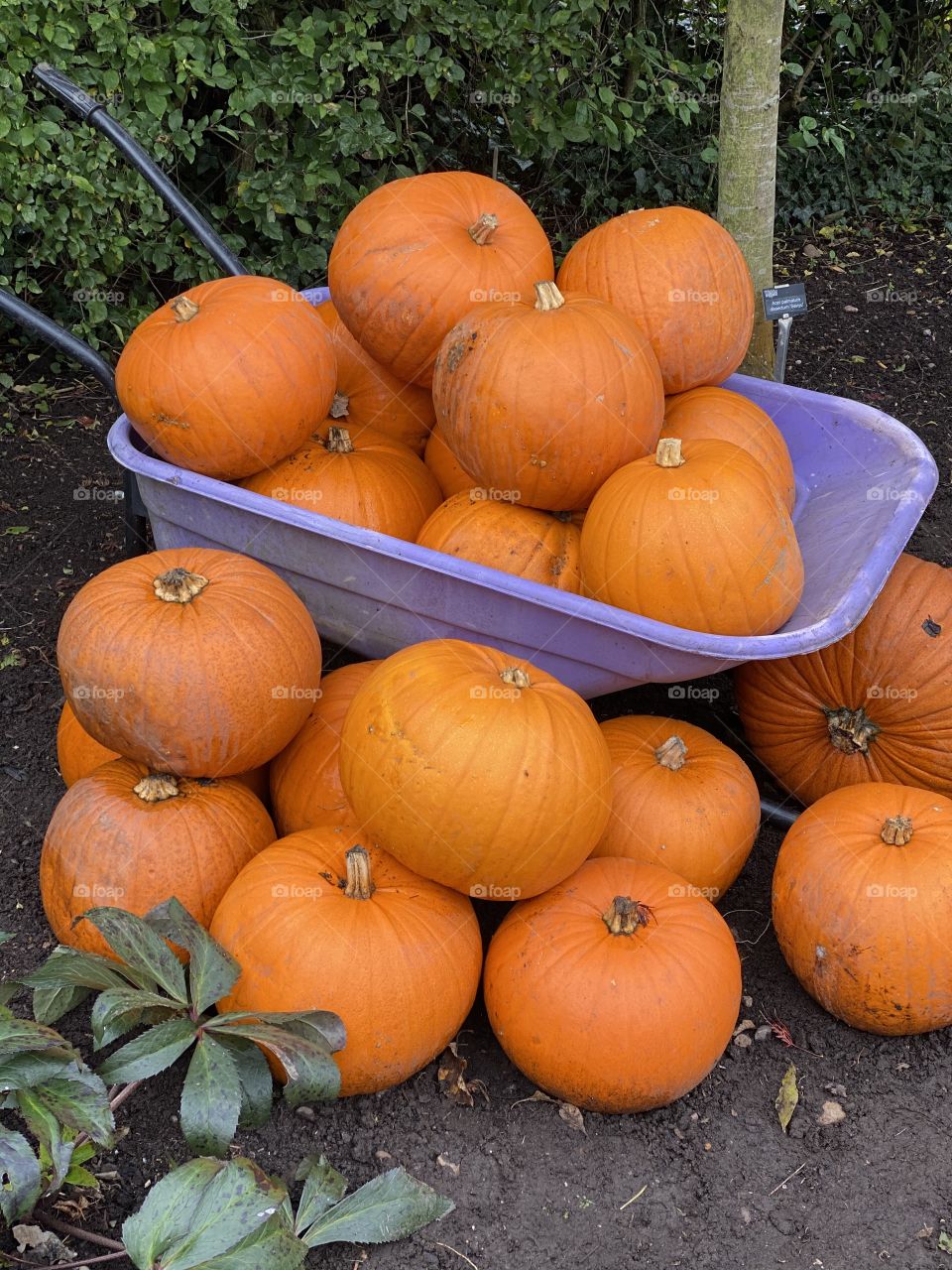 Pumpkin anyone?? 