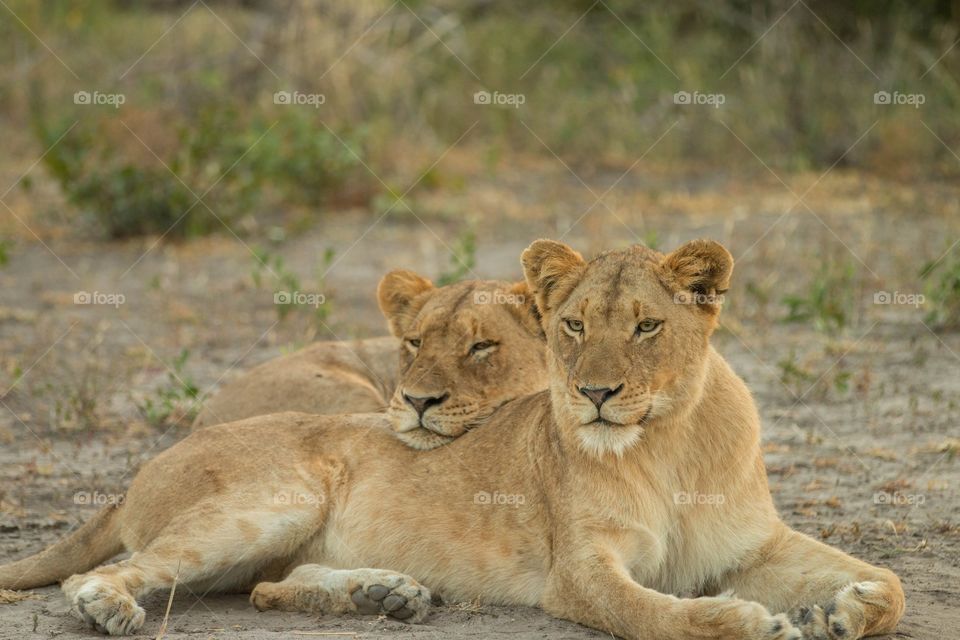 Lion pride resting Kruger National Park