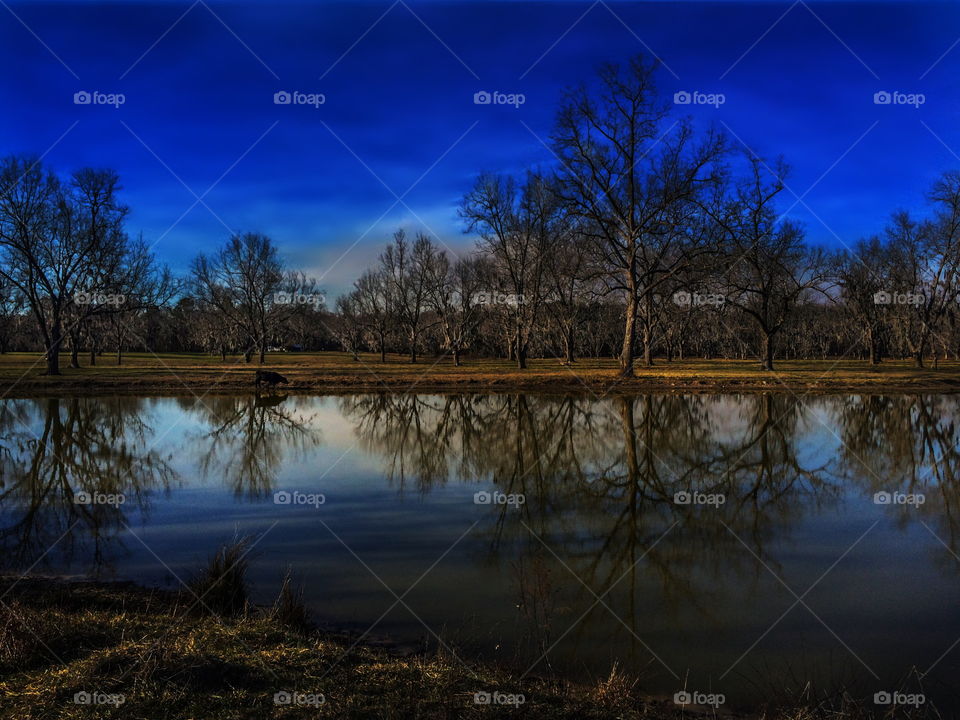 Pond Reflections At Mid Day