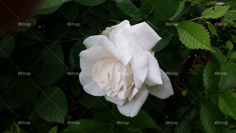 White Rose