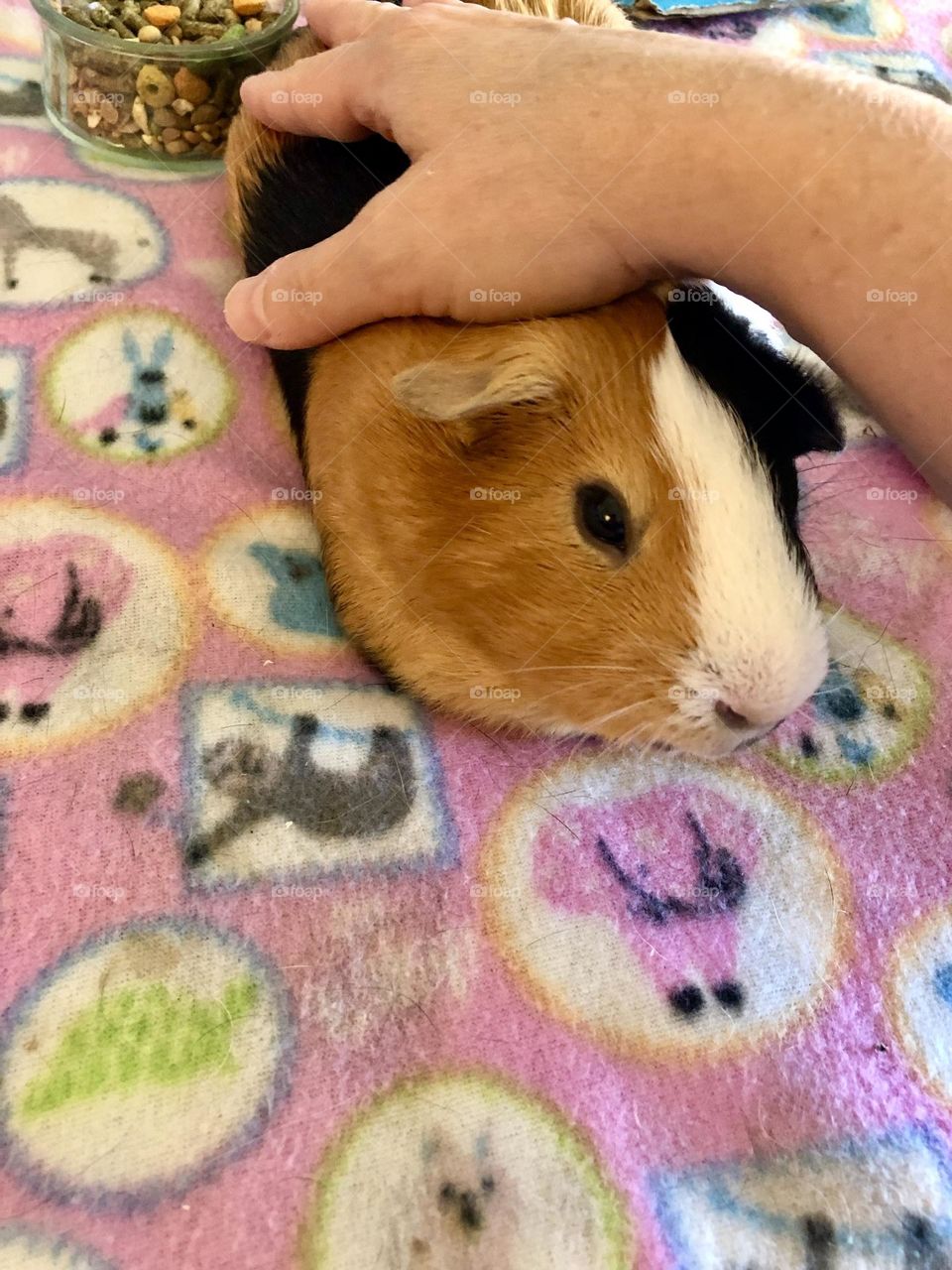 Very chill relaxed Guinea pig 
