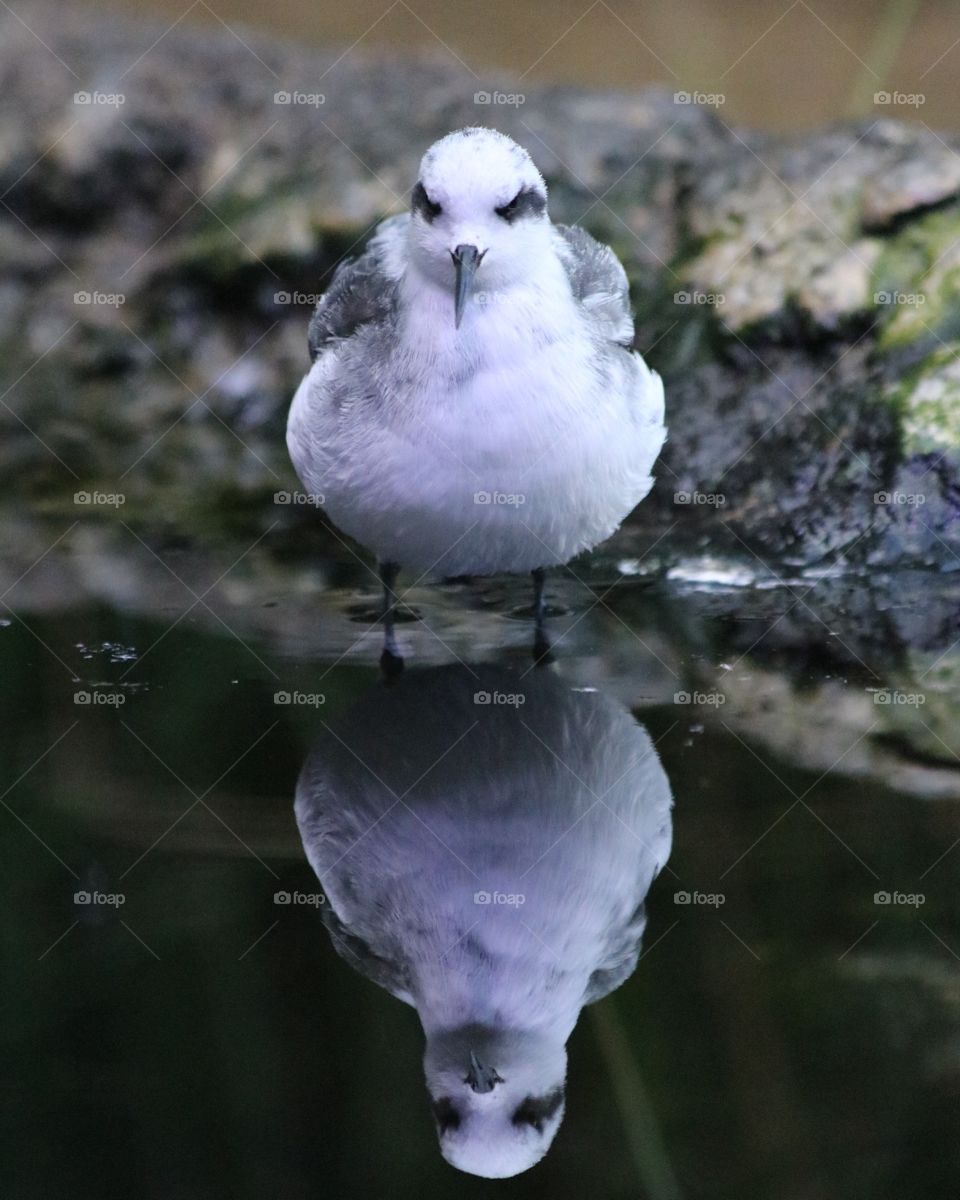 Bird and it's reflection 