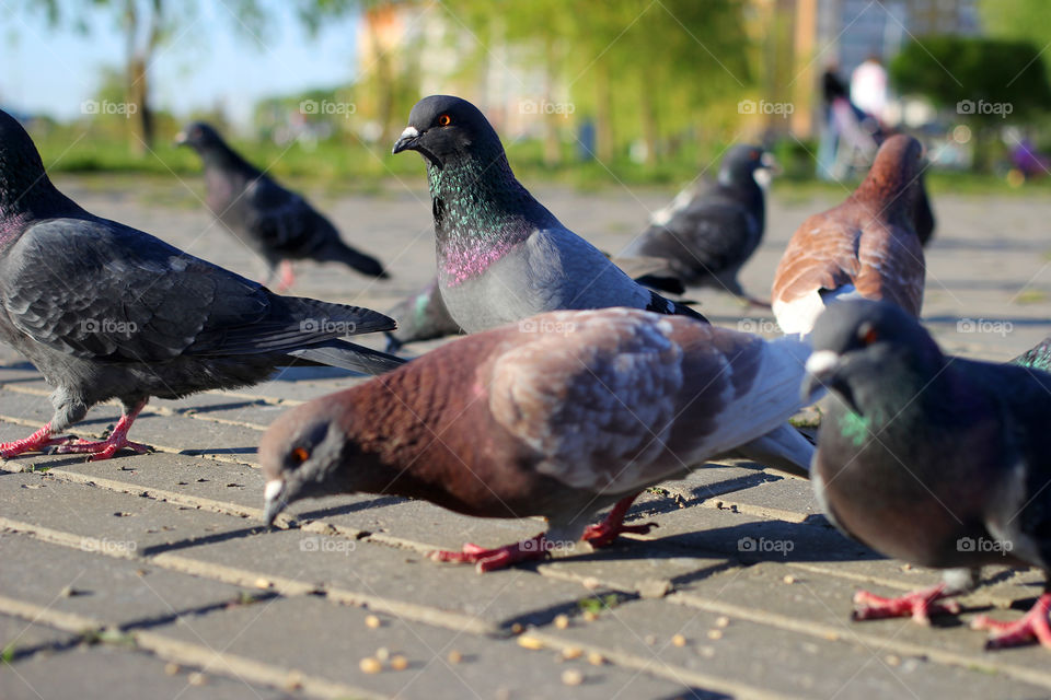 Pigeon, bird, "living being", fauna, nature, park, eat, grains, take off, landscape