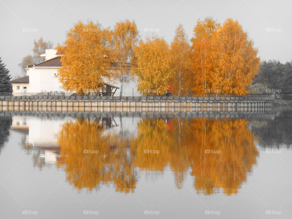 Reflection of trees on water