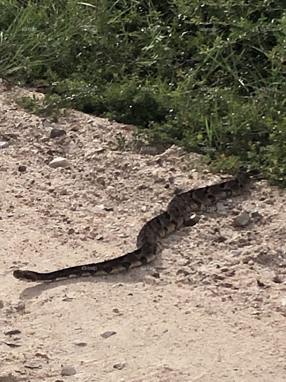 Came across this huge rattlesnake on the main road to the ranch in Texas- did NOT get out of the truck for this shot- he was 6 feet long and not smiling for the camera lol. 