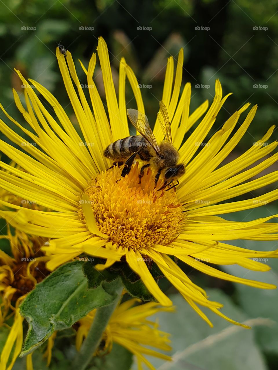 bee feeding on a bright yellow flower