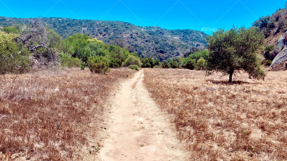 Tranquil Trail 