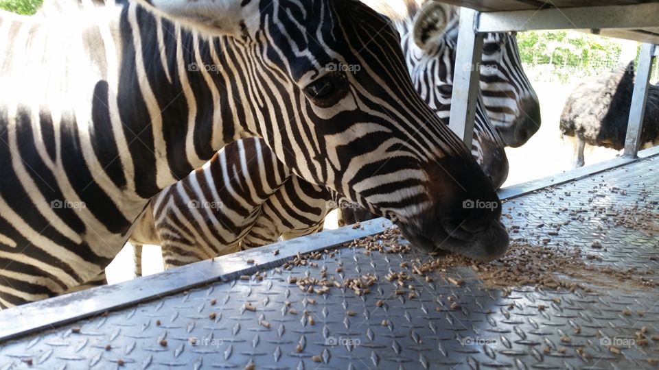 Zebra eating grain