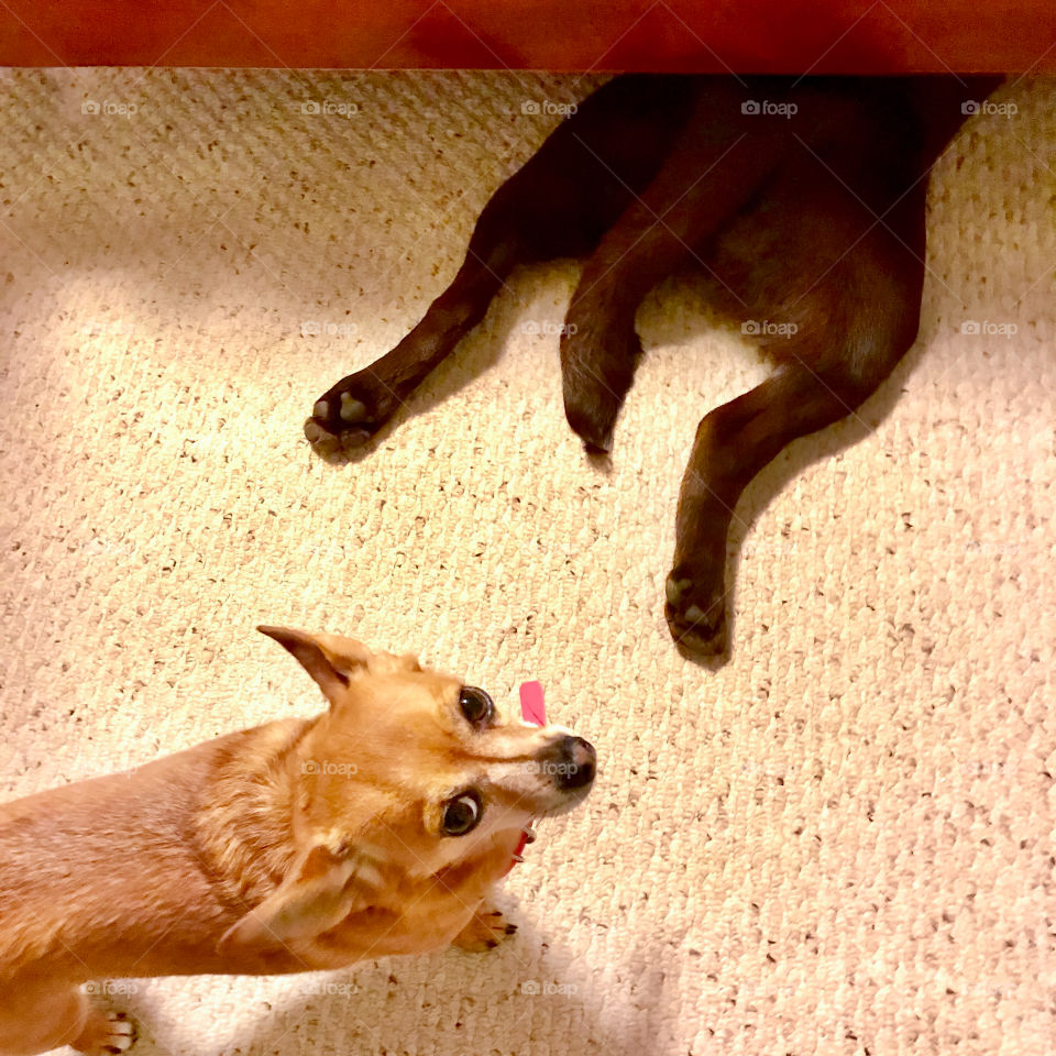 Big dog hides from little dog