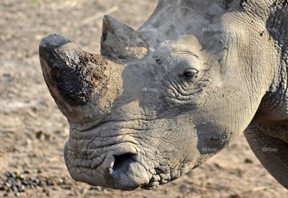 Close-up of Rhino head