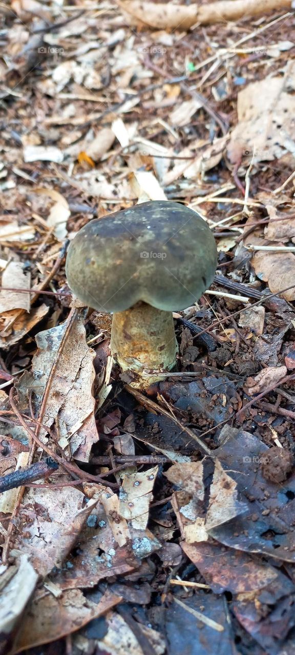 These mushrooms are processed or cooked so they taste really delicious