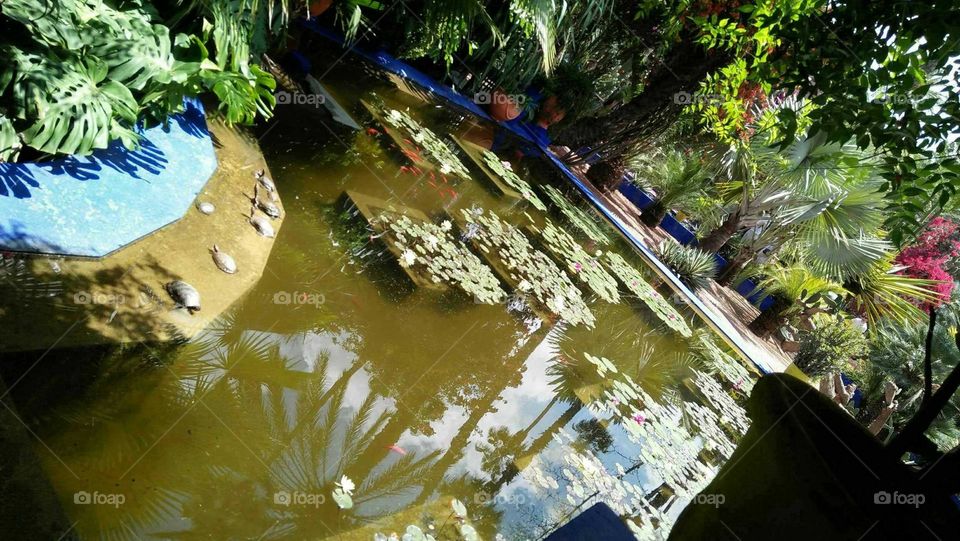 Beautiful and magic Majorelle Garden at marrakech city in morocco.