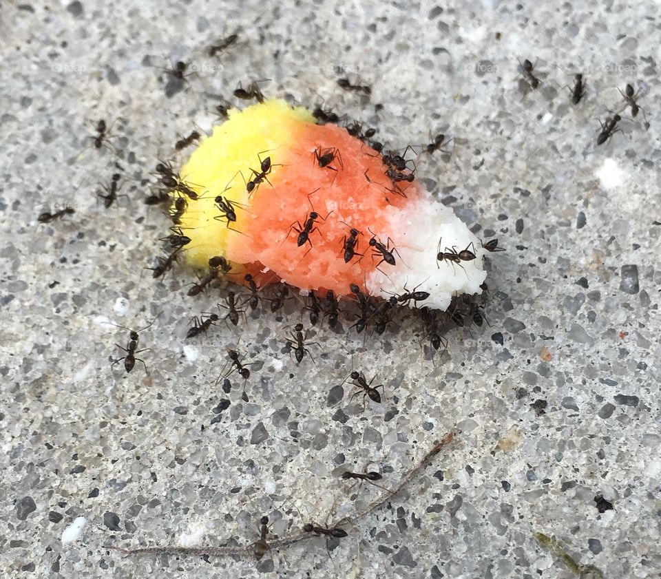 Ants and Candycorn