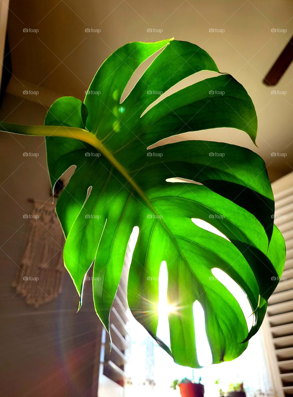 Monstera Leaf in sunlight