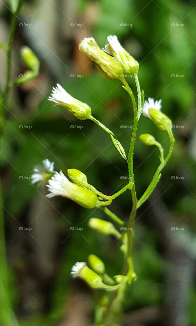 No Person, Nature, Outdoors, Blur, Leaf