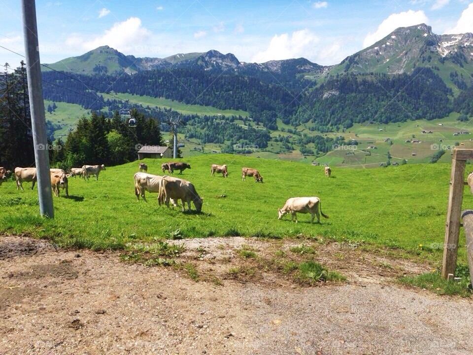 Alps Cows