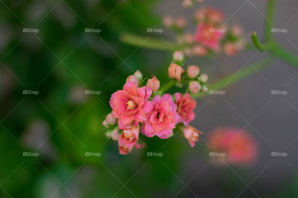 Flower, Nature, Flora, Leaf, Summer