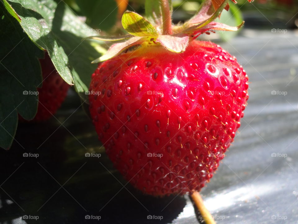 strawberry in macro