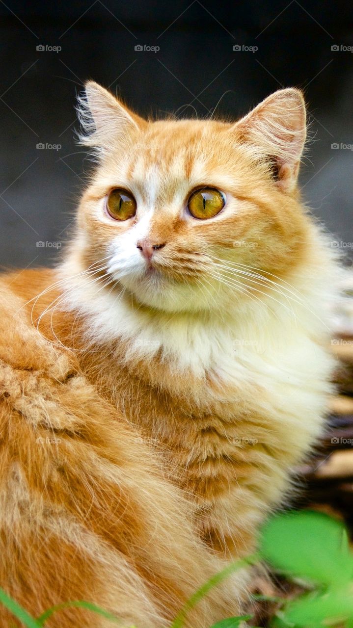 Portrait of brown cat