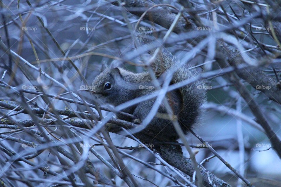 winter squirrel