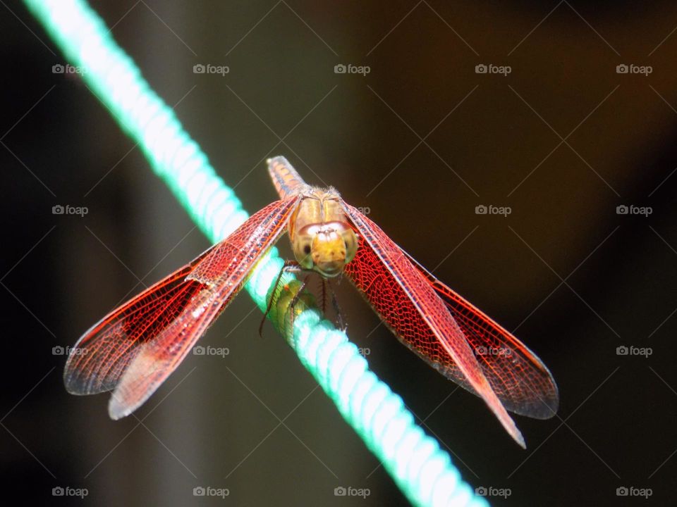 Dragonfly