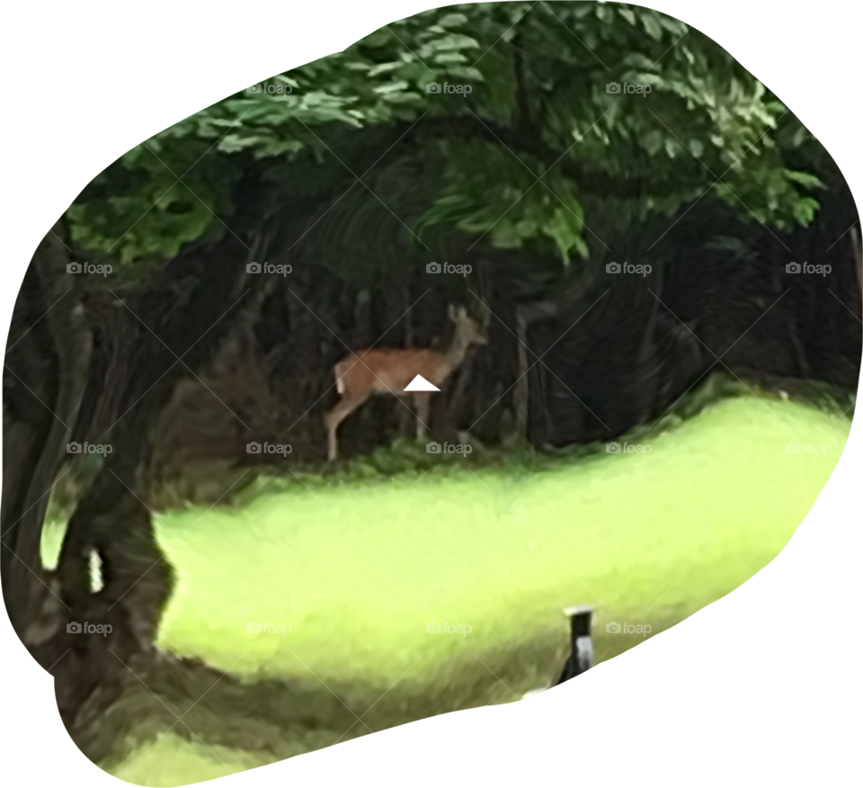 Living in the country, this picture says it all. Green green grass at the edge of the woods 