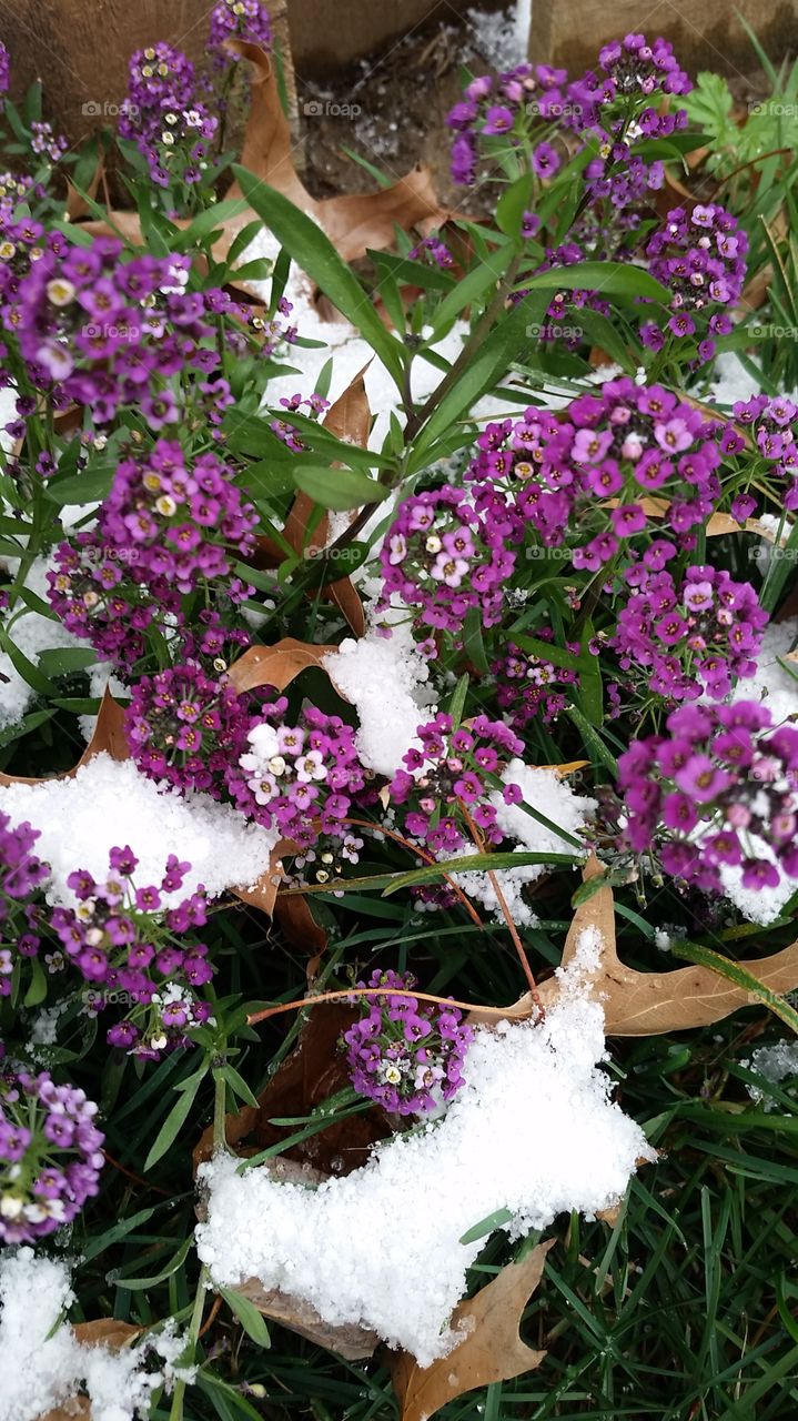 alyssum blossoms peeking out of the snow