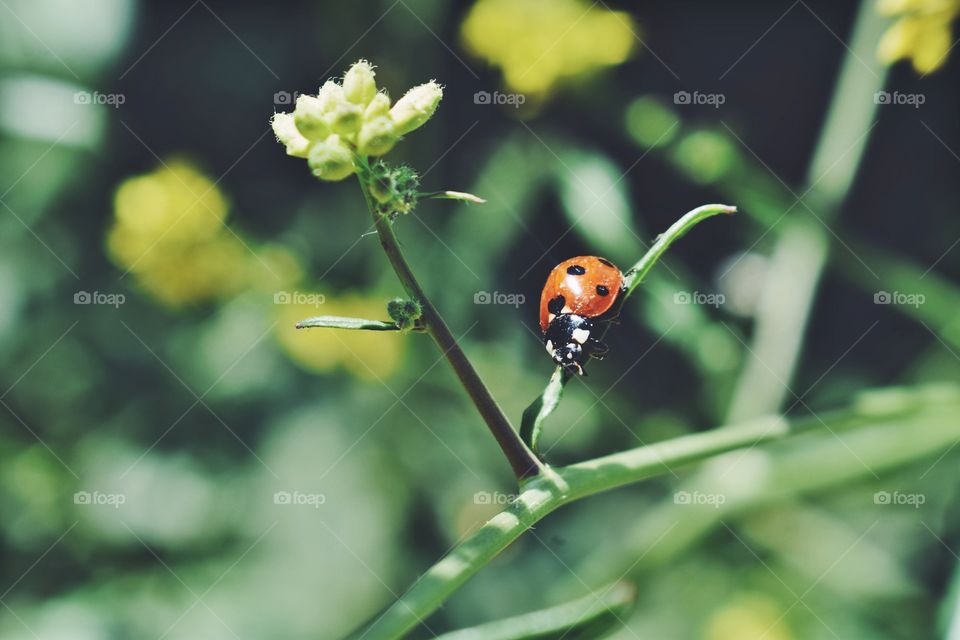 Ladybug on plant