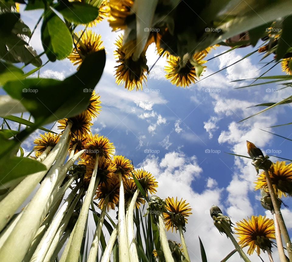 original photo of a yellow dandelion and green grass against a clear blue sky, bottom view