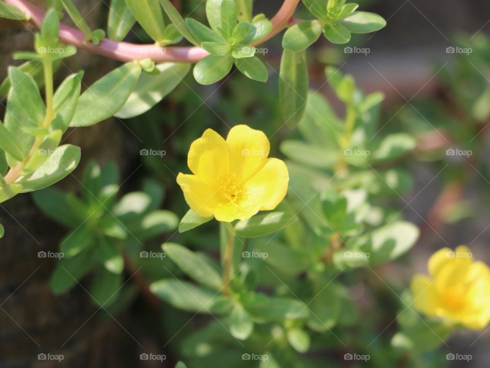Yellow portulaca