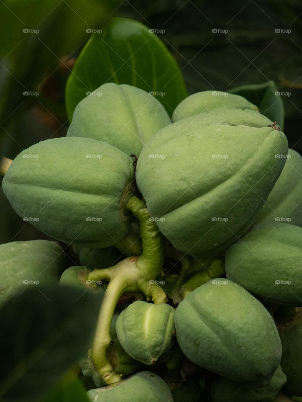 Green Papaya