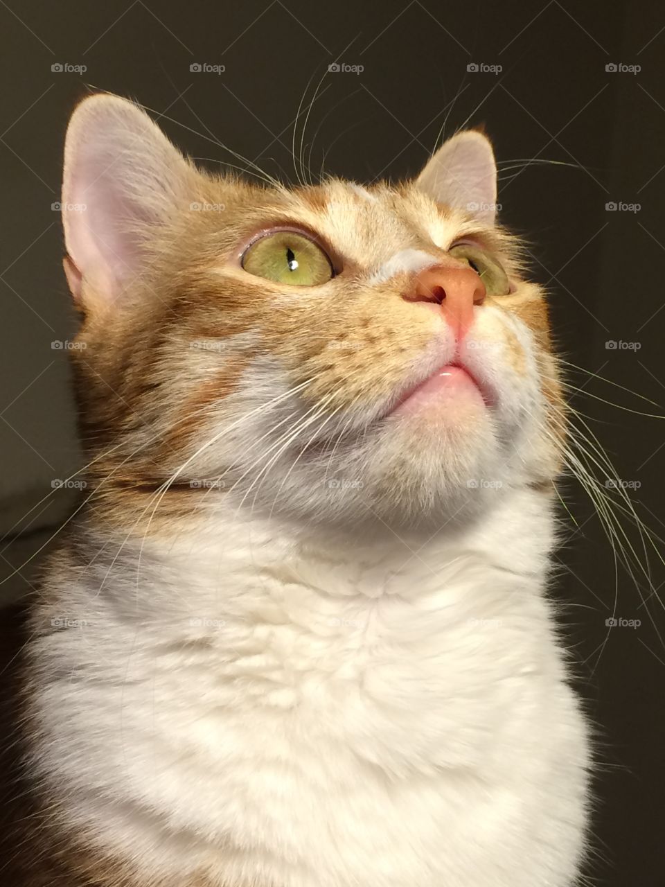 Orange tabby cat closeup